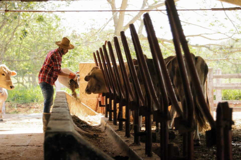 Safe Handling of Farm Animals SafetyNow ILT