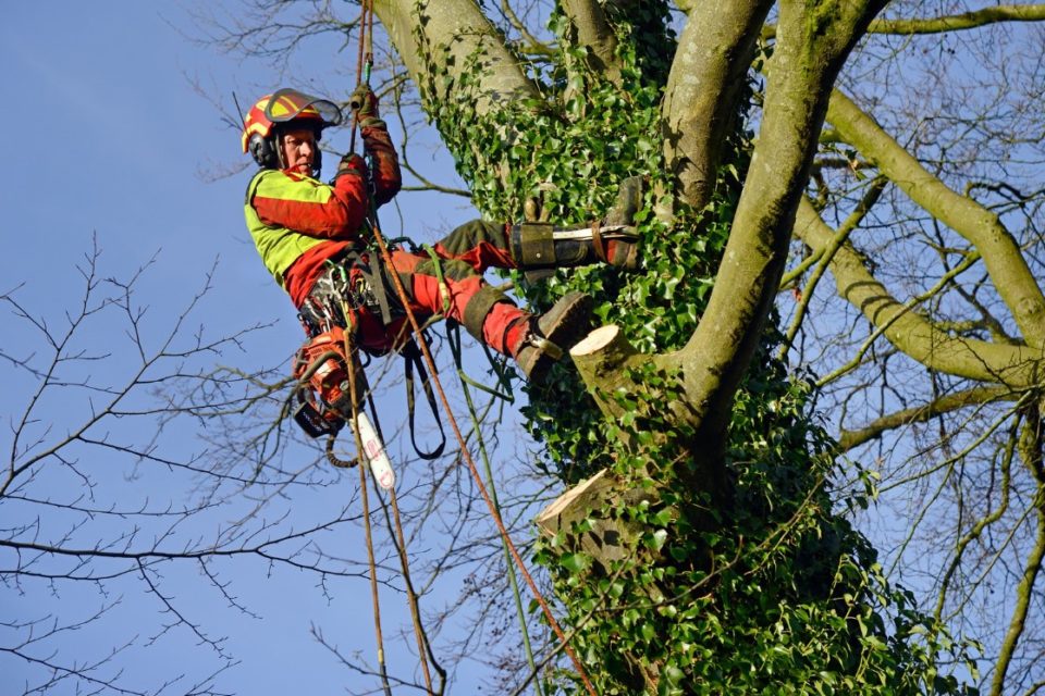 A Safety Guide for Tree Trimmers SafetyNow ILT