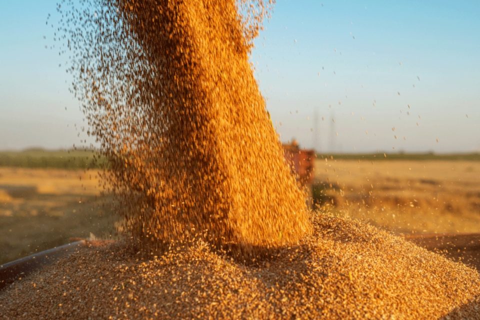 Managing Grain Dust SafetyNow ILT